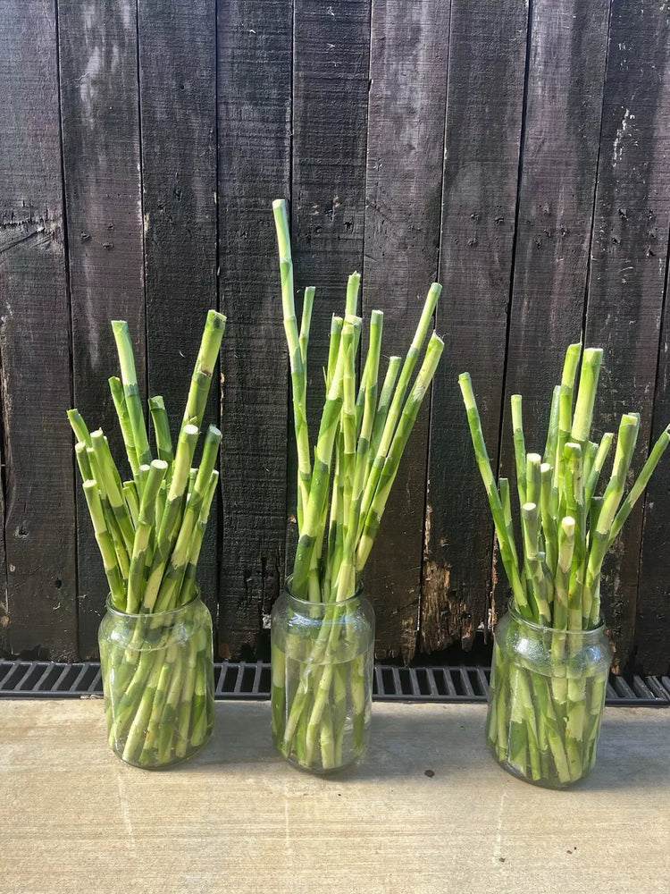 Stem Cuttings