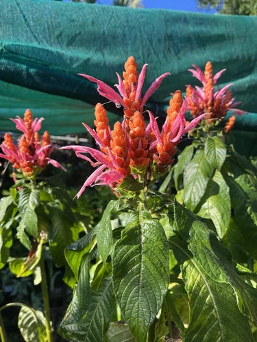 Specialty Plants