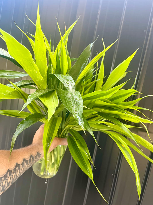 Draceana Sanderiana Believer Package,25 Extra Large Cuttings 40cm Long