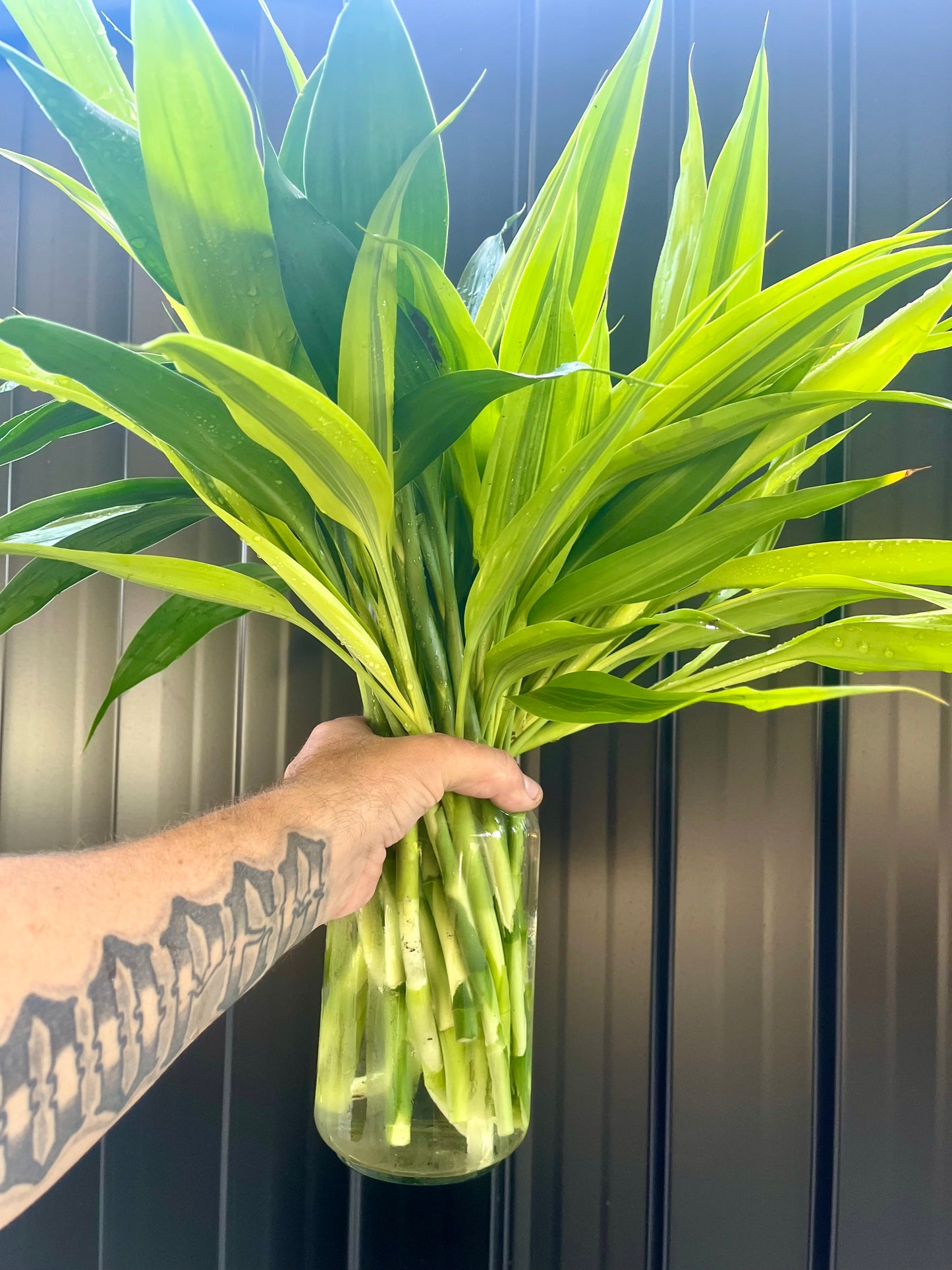 Draceana Sanderiana Believer Package,25 Extra Large Cuttings 40cm Long