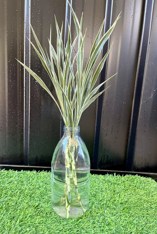 Dracaena Sanderiana Celes/Lucky Bamboo Starter Pack – 6 Stems