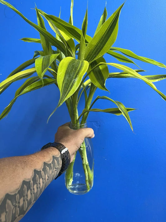 Dracaena Sanderiana Gold/Lucky Bamboo Starter Pack – 6 Cuttings