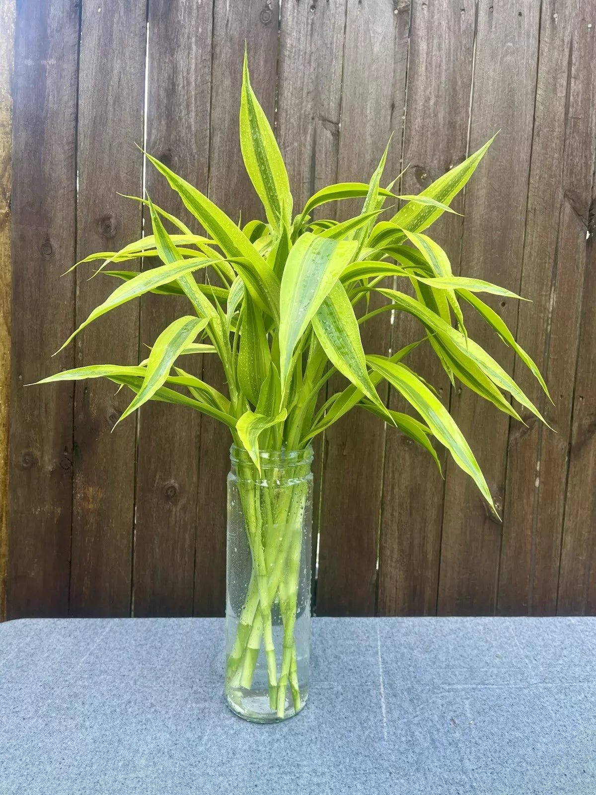 Dracaena Sanderiana Gold/Lucky Bamboo Starter Pack – 6 Cuttings
