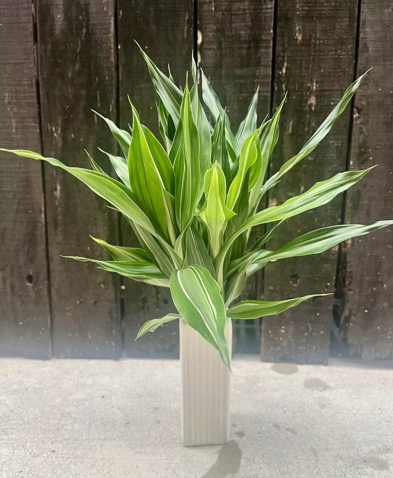 Dracaena Sanderiana Lucky Bamboo Mixed Starter Pack/6 Cuttings