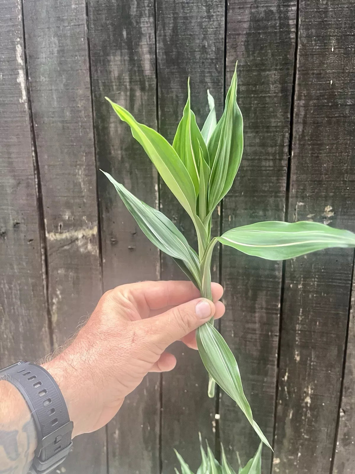 Dracaena Sanderiana Lucky Bamboo Mixed Starter Pack/6 Cuttings