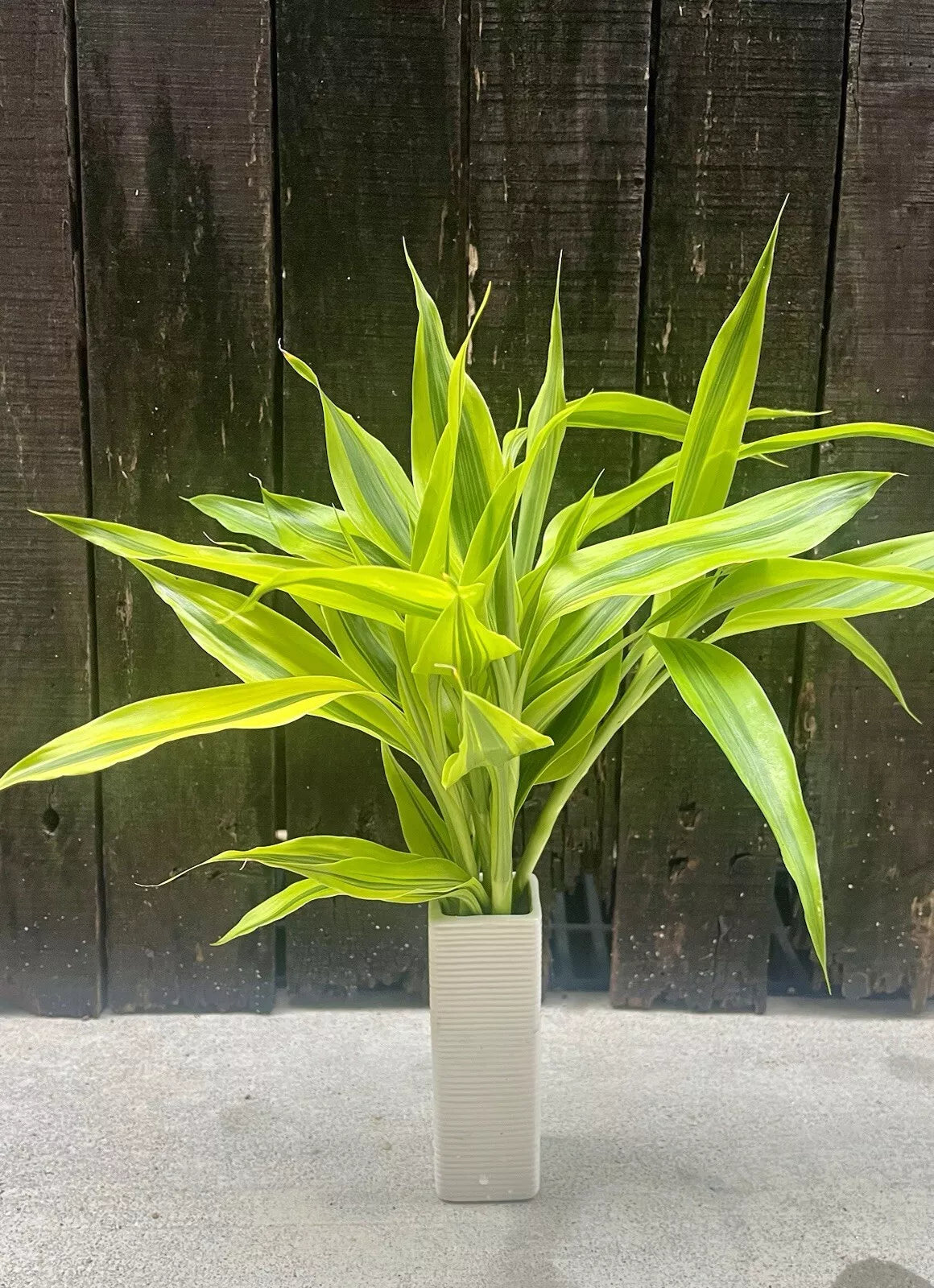 Dracaena Sanderiana Lucky Bamboo Mixed Starter Pack/6 Cuttings
