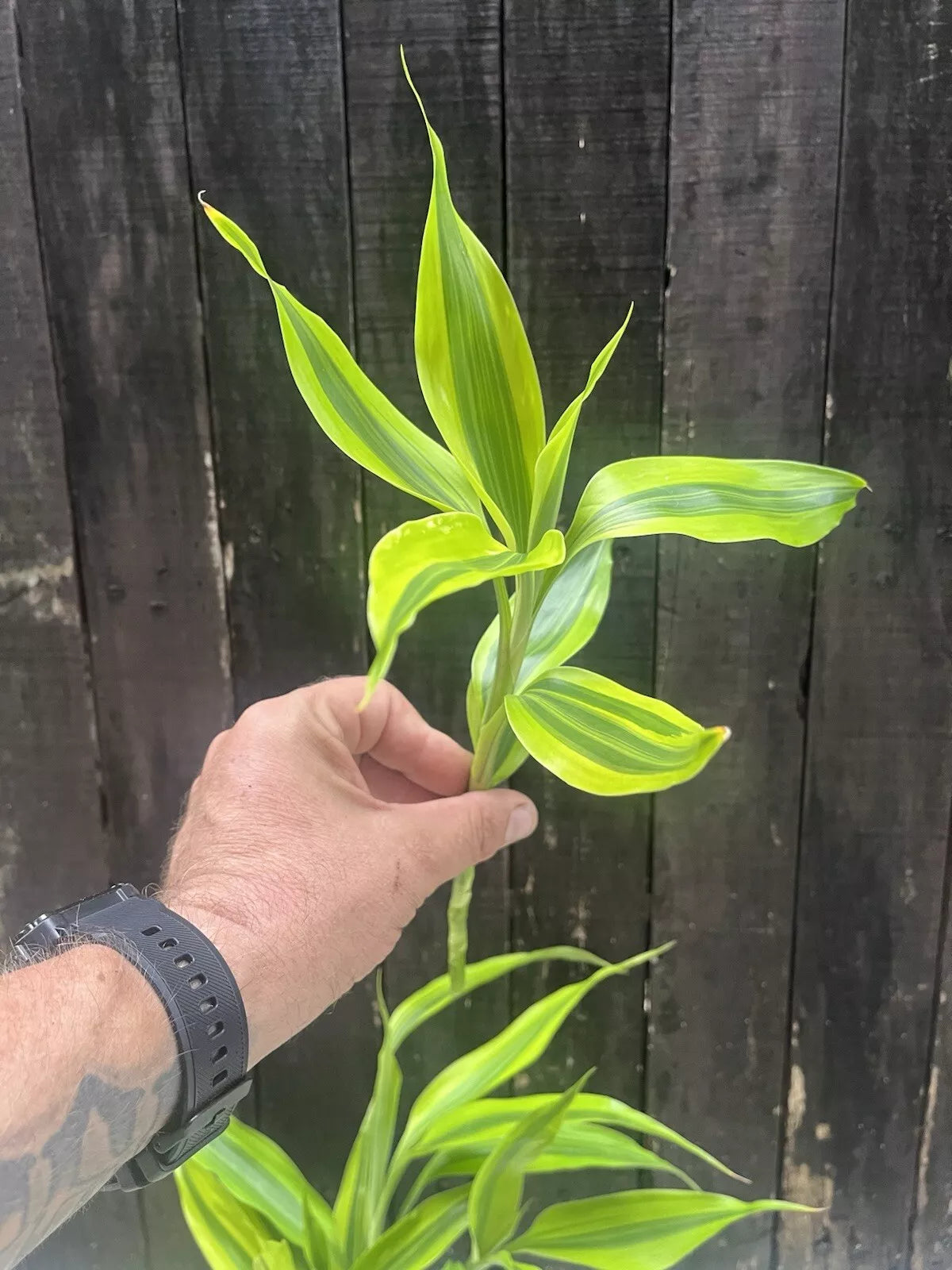 Dracaena Sanderiana Lucky Bamboo Mixed Starter Pack/6 Cuttings