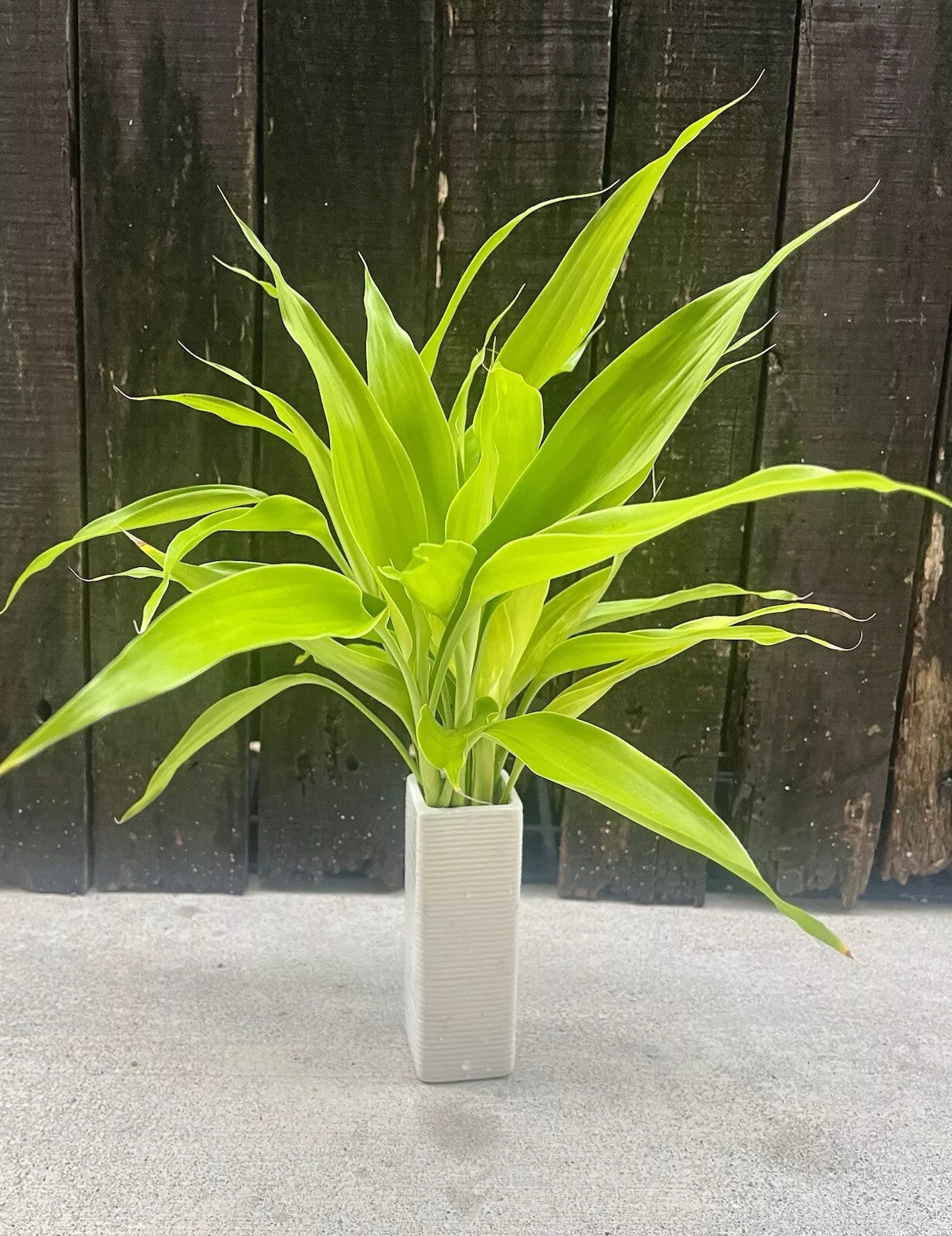 Dracaena Sanderiana Lucky Bamboo Mixed Starter Pack/6 Cuttings