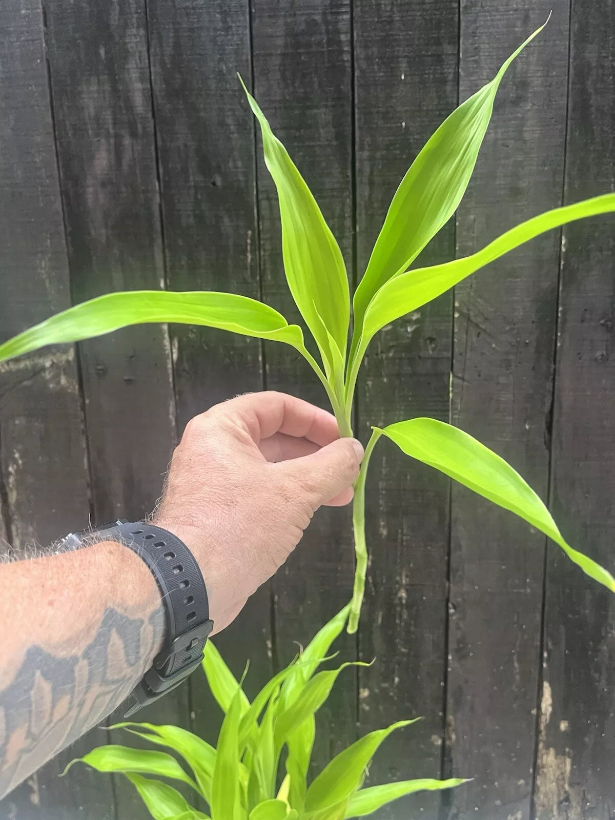 Dracaena Sanderiana Lucky Bamboo Mixed Starter Pack/6 Cuttings