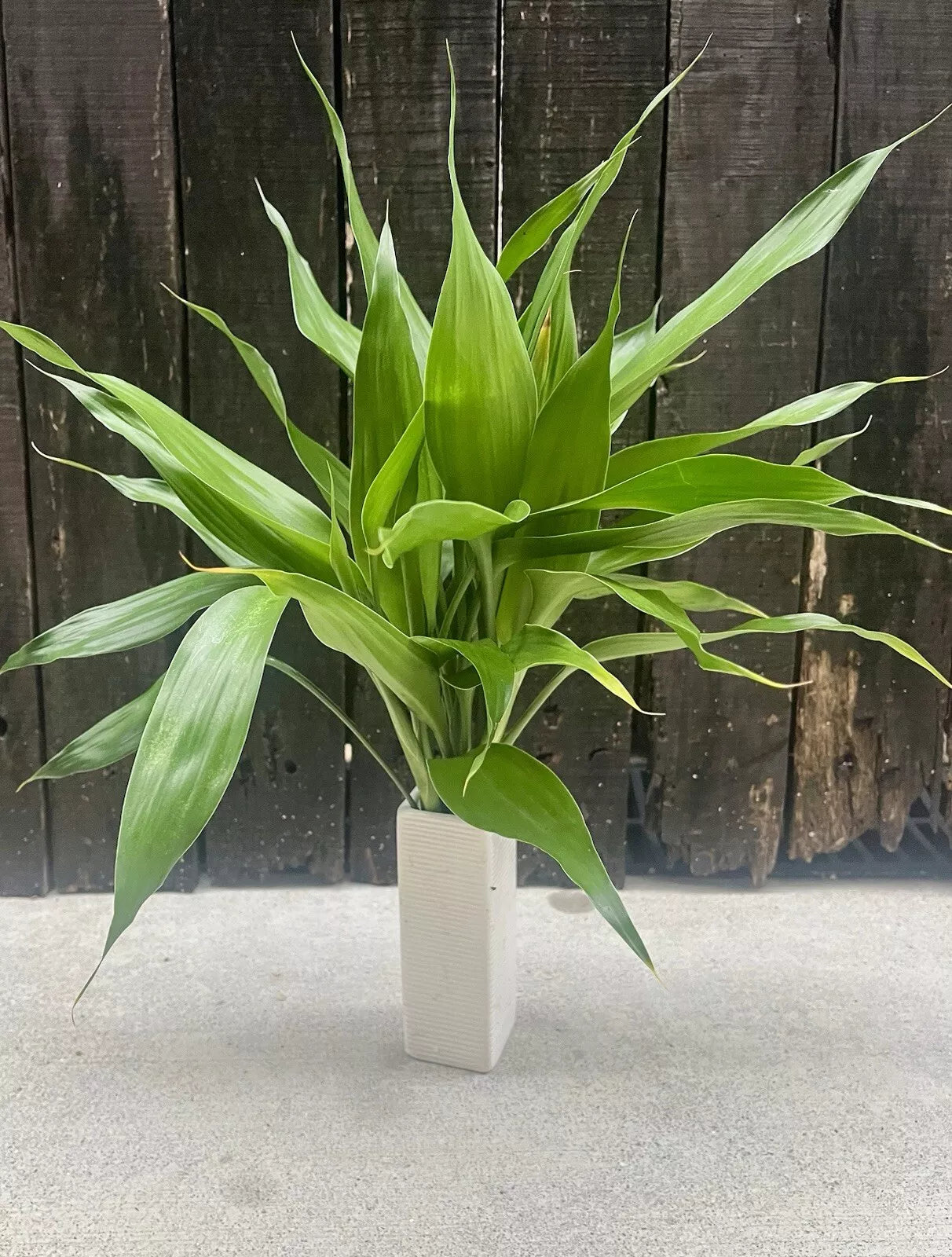 Dracaena Sanderiana Lucky Bamboo Mixed Starter Pack/6 Cuttings