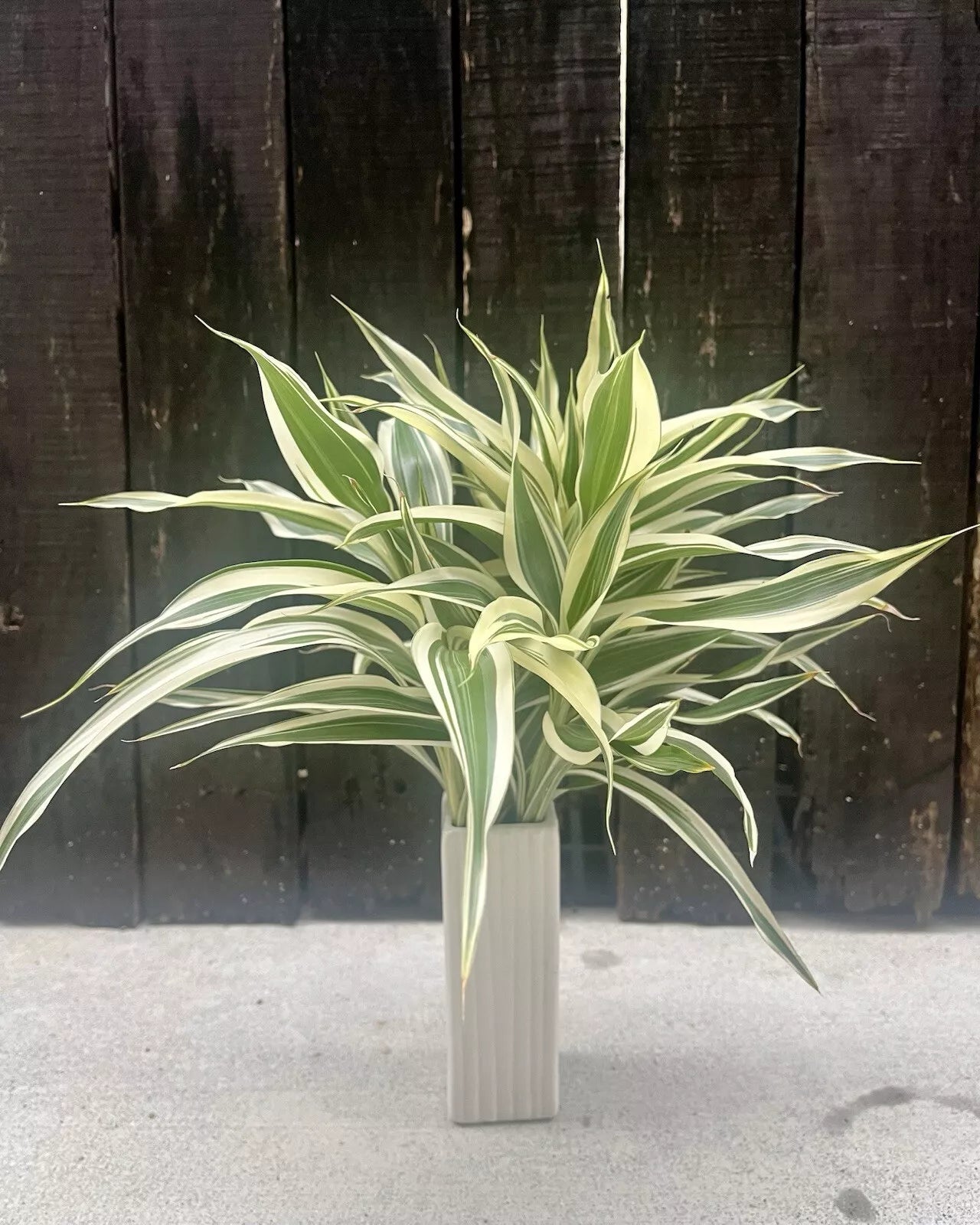 Dracaena Sanderiana Lucky Bamboo Mixed Starter Pack/6 Cuttings