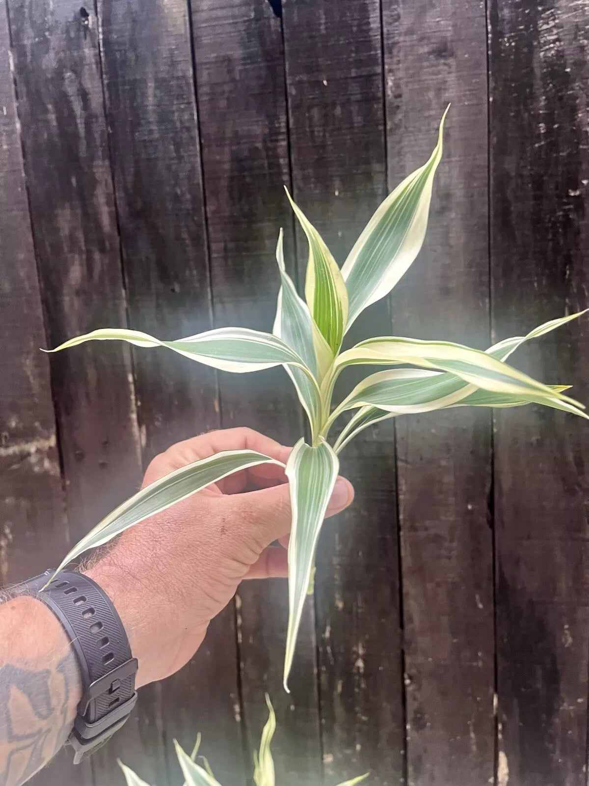 Dracaena Sanderiana Lucky Bamboo Mixed Starter Pack/6 Cuttings