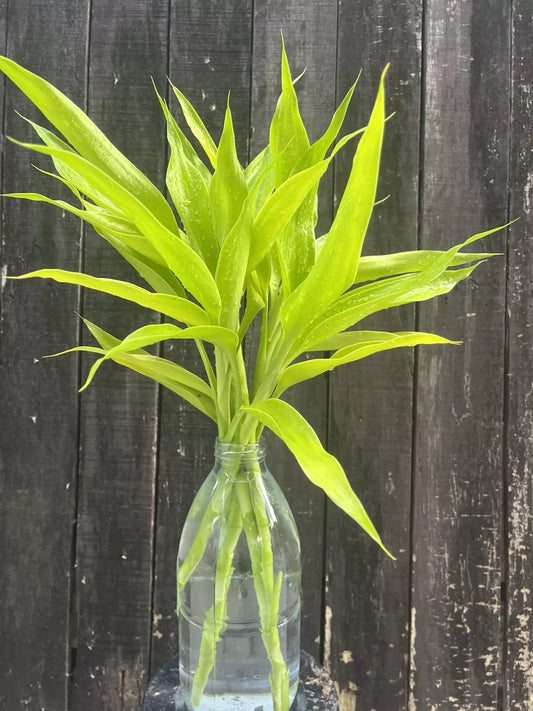 Dracaena Sanderiana Neon/Lucky Bamboo Starter Pack – 6 Cuttings