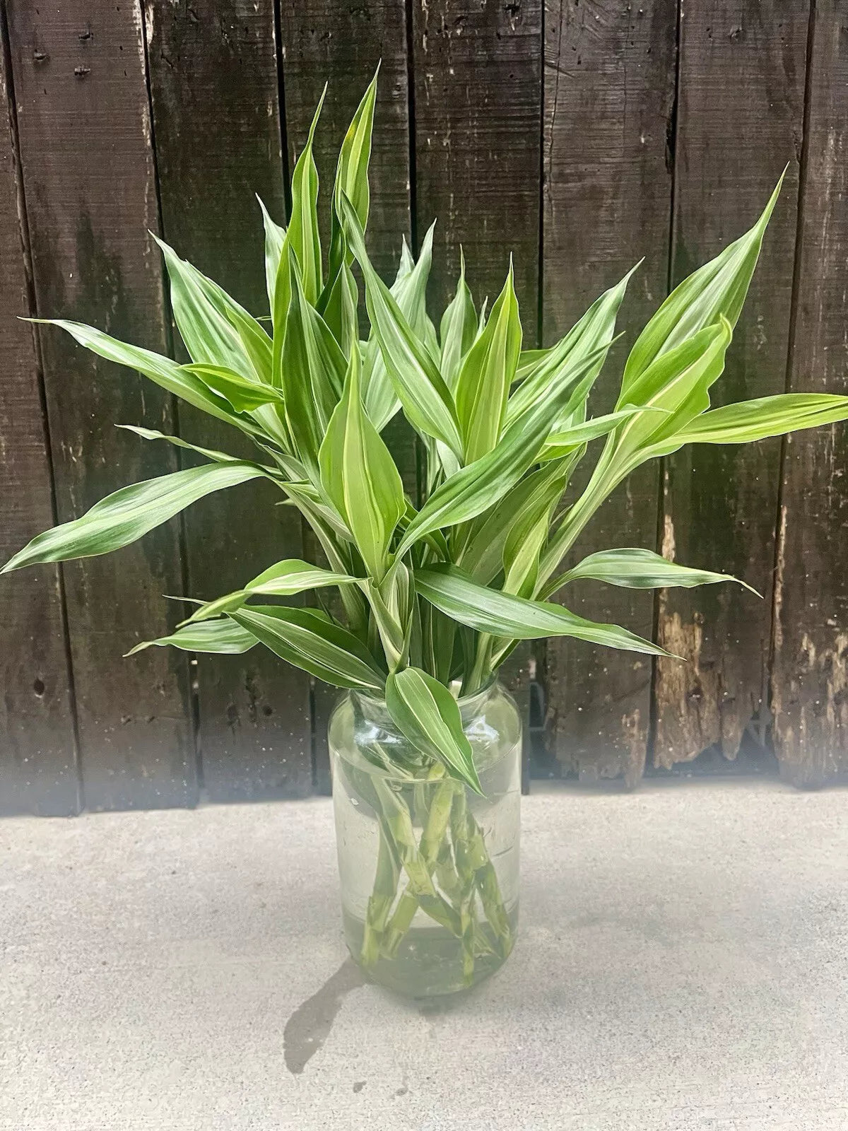 Dracaena Sanderiana Silver Streak/Lucky Bamboo Large – 6 Cuttings