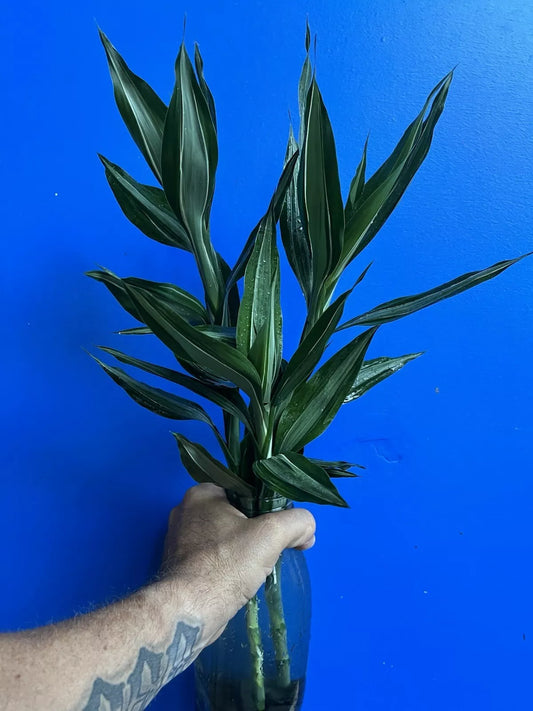 Dracaena Sanderiana Silver Streak/Lucky Bamboo Starter Pack – 6 Cuttings