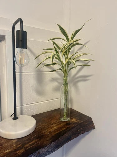 Dracaena Sanderiana Ultimate Believer Package - 36 Cuttings (40cm Long)