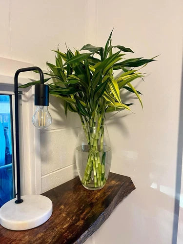Dracaena Sanderiana Ultimate Believer Package - 36 Cuttings (40cm Long)