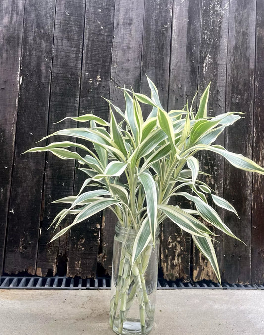Dracaena Sanderiana White Edge Starter Pack - 6 Cuttings