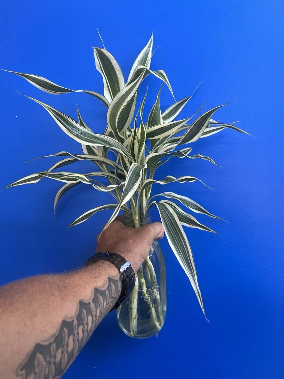 Dracaena Sanderiana White Edge Starter Pack - 6 Cuttings
