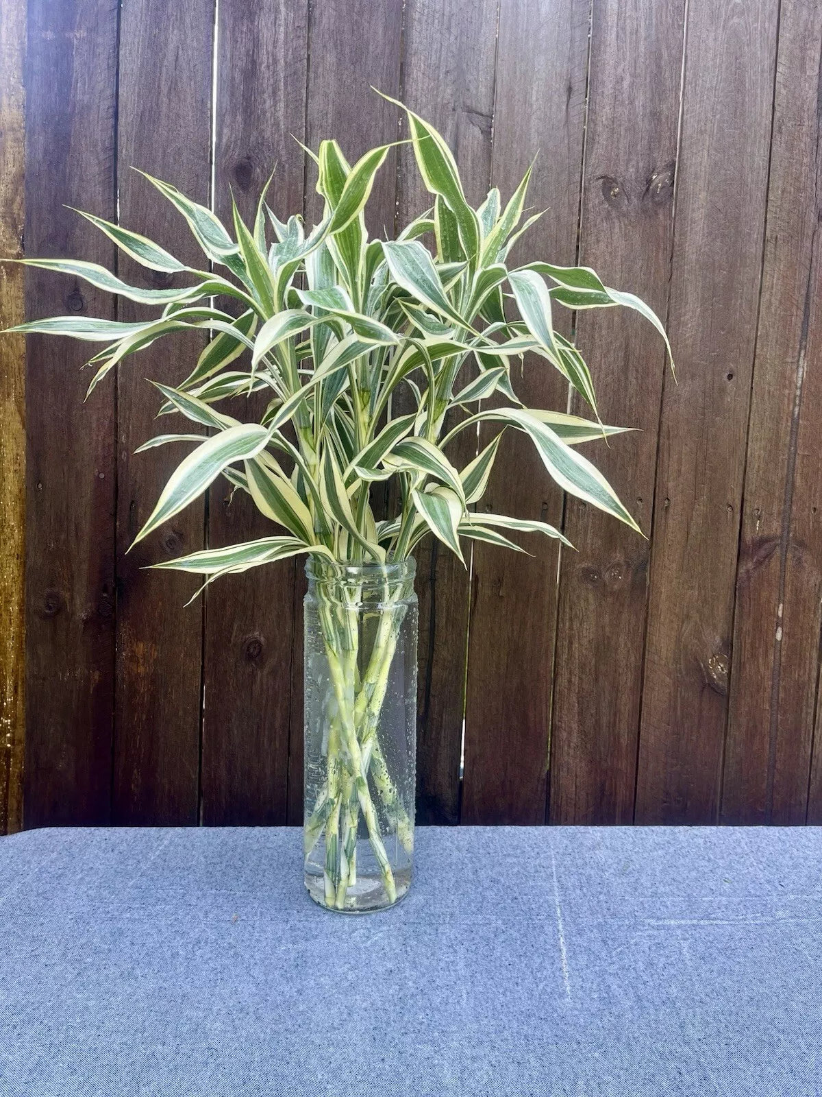 Dracaena Sanderiana White Edge Starter Pack - 6 Cuttings