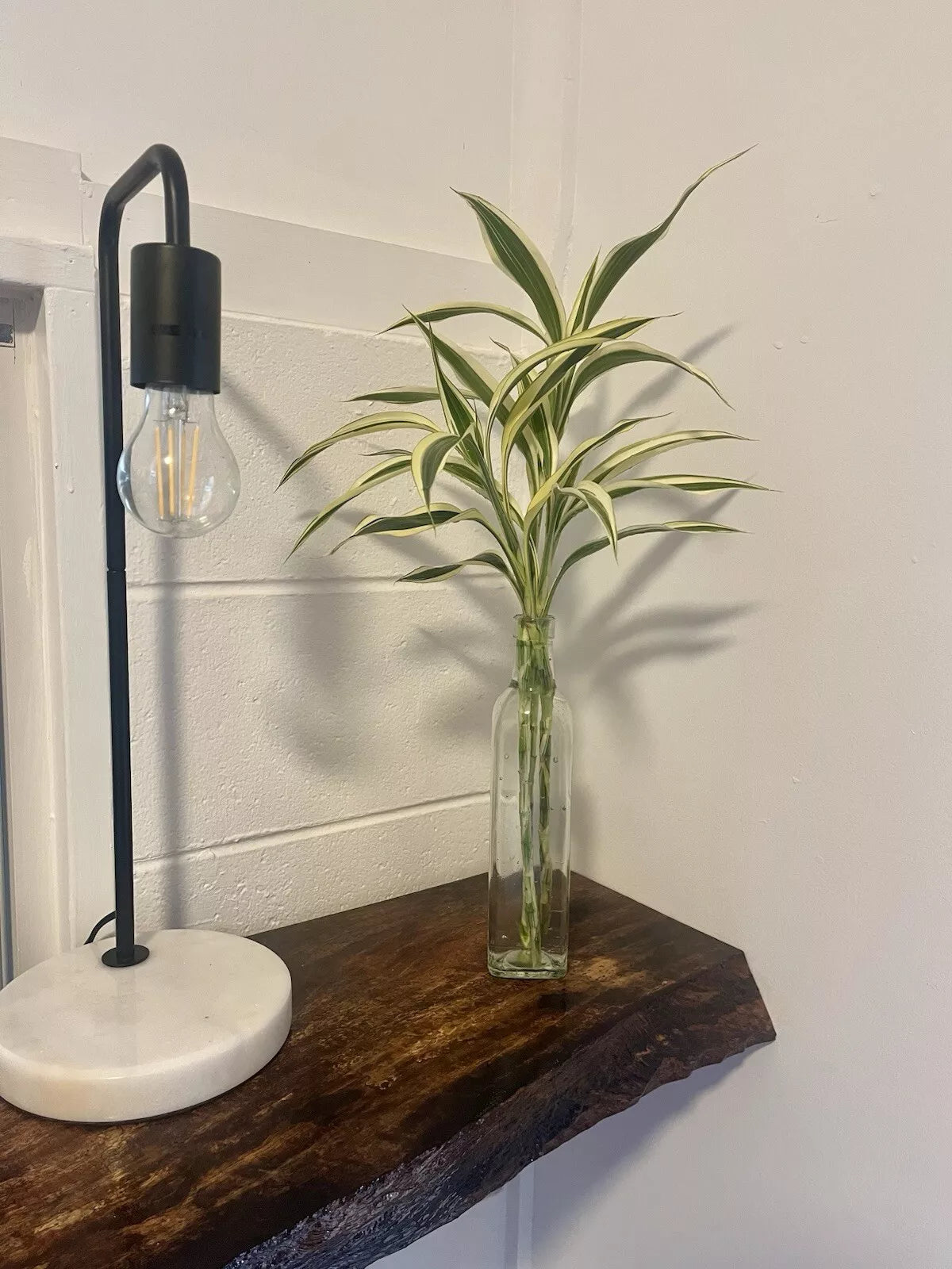 Dracaena Sanderiana White Edge Starter Pack - 6 Cuttings