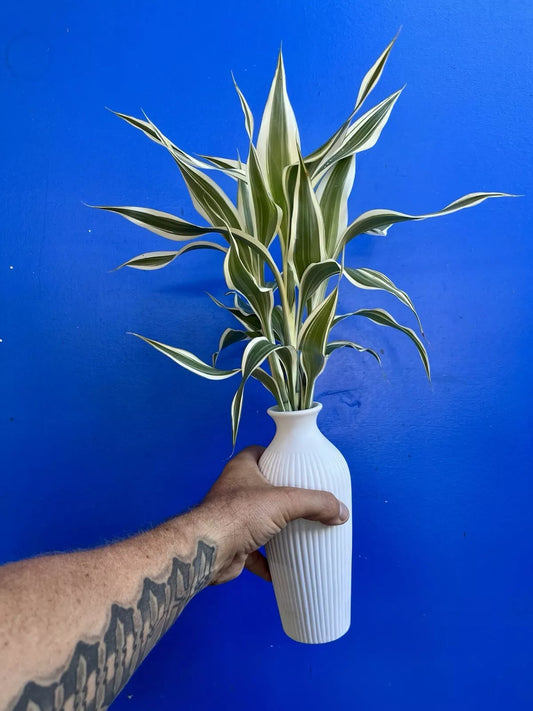 Dracaena Sanderiana/Lucky Bamboo Large Mixed Cuttings – 6 Pack