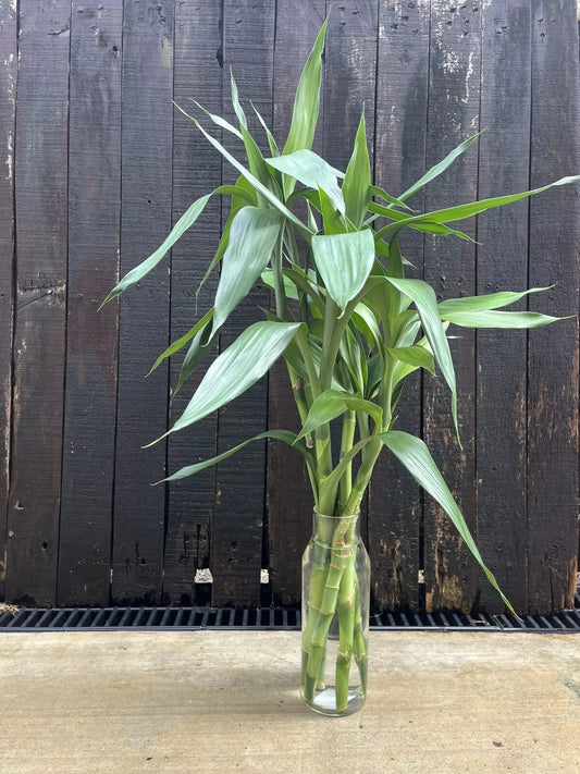 Draceana Sanderiana/Lucky Bamboo Starter Pack-6 Cuttings (Plants Perfect For Vase)