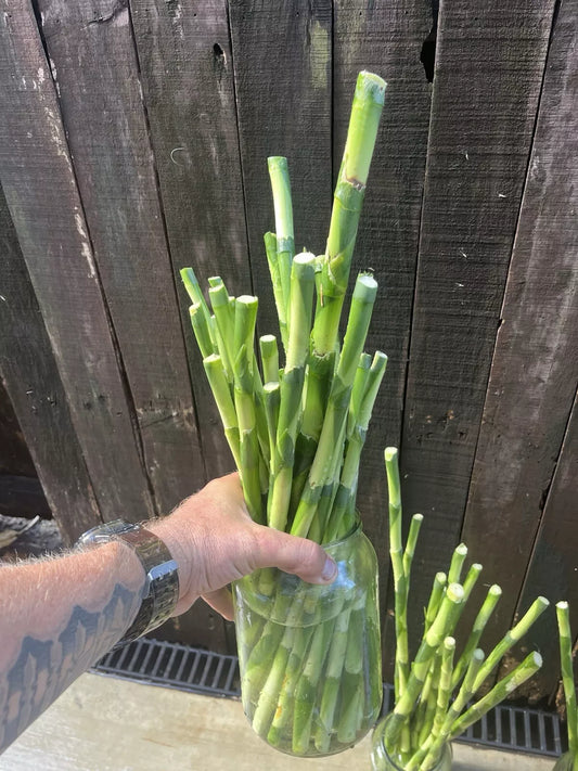 Lucky Bamboo Canes – 6 x 30cm Dracaena Sanderiana