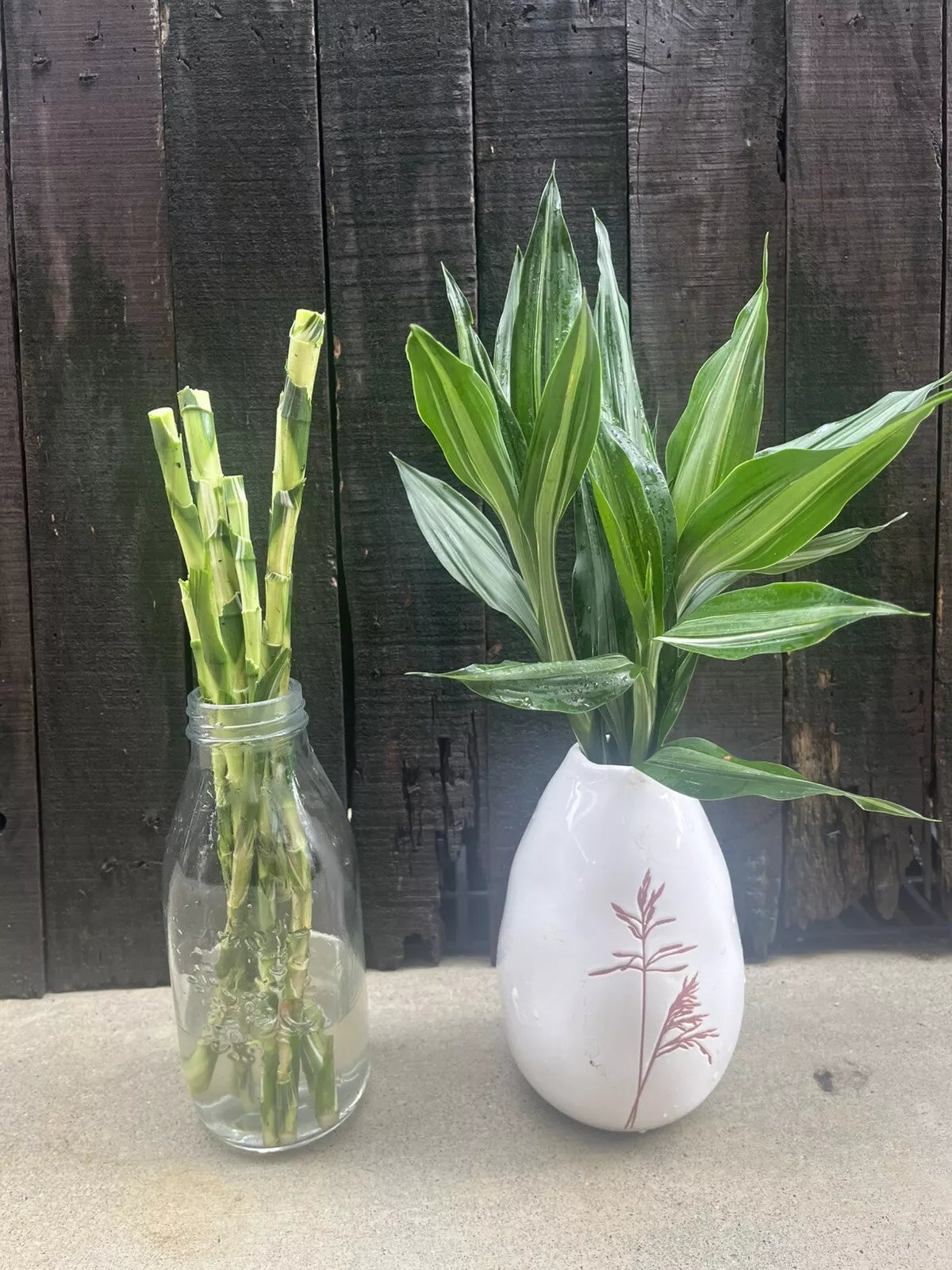 Lucky Bamboo Silver Streak Canes – 6 Cuttings (30cm Each)