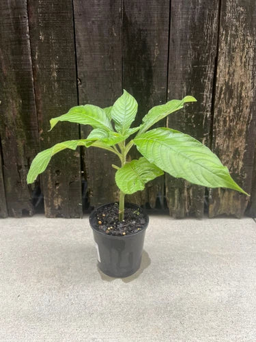 Panama Queen – Aphelandra Sinclairiana