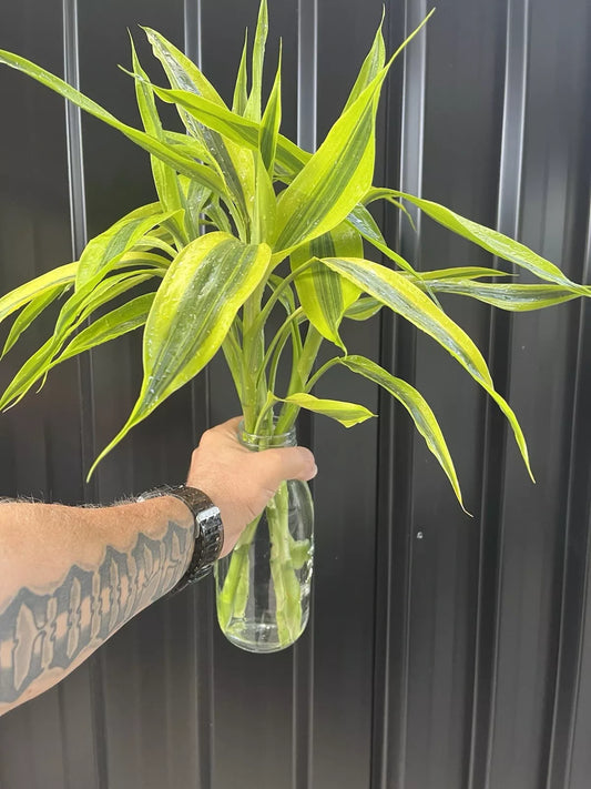 Dracaena Sanderiana Gold/Lucky Bamboo Large 6 Cuttings (Plants Perfect For Vases)
