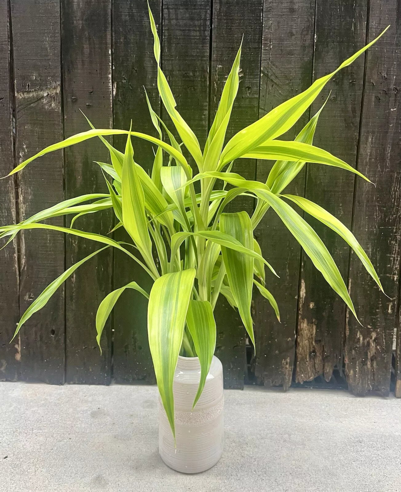 Dracaena Sanderiana Gold/Lucky Bamboo Large 6 Cuttings (Plants Perfect For Vases)