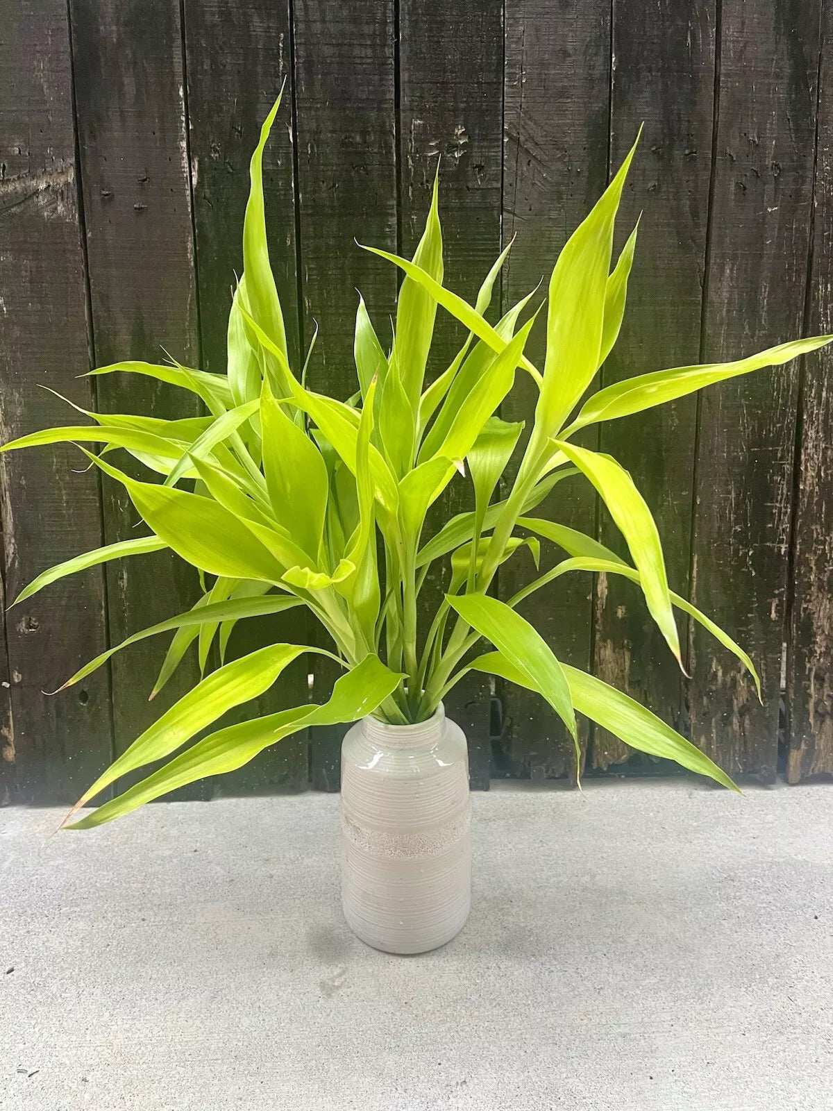 Dracaena Sanderiana Neon/Lucky Bamboo Large 6 Cuttings (Plants Perfect For Vases)