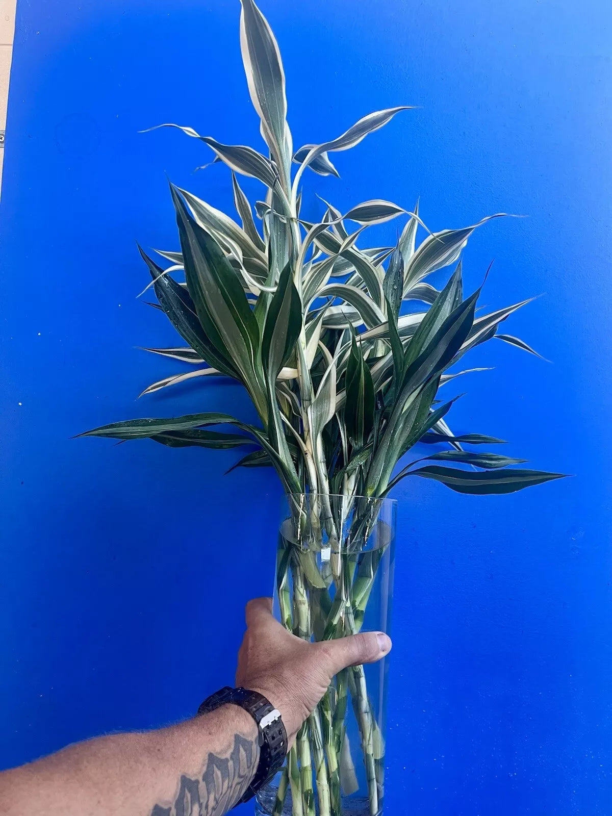 Dracaena Sanderiana White Edge/Lucky Bamboo - Large Pack - 6 Cuttings