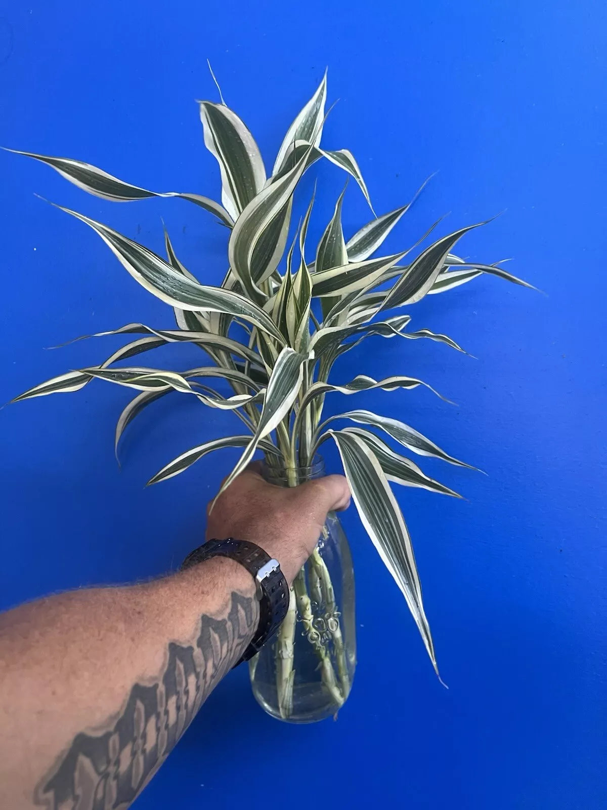Dracaena Sanderiana White Edge/Lucky Bamboo - Large Pack - 6 Cuttings