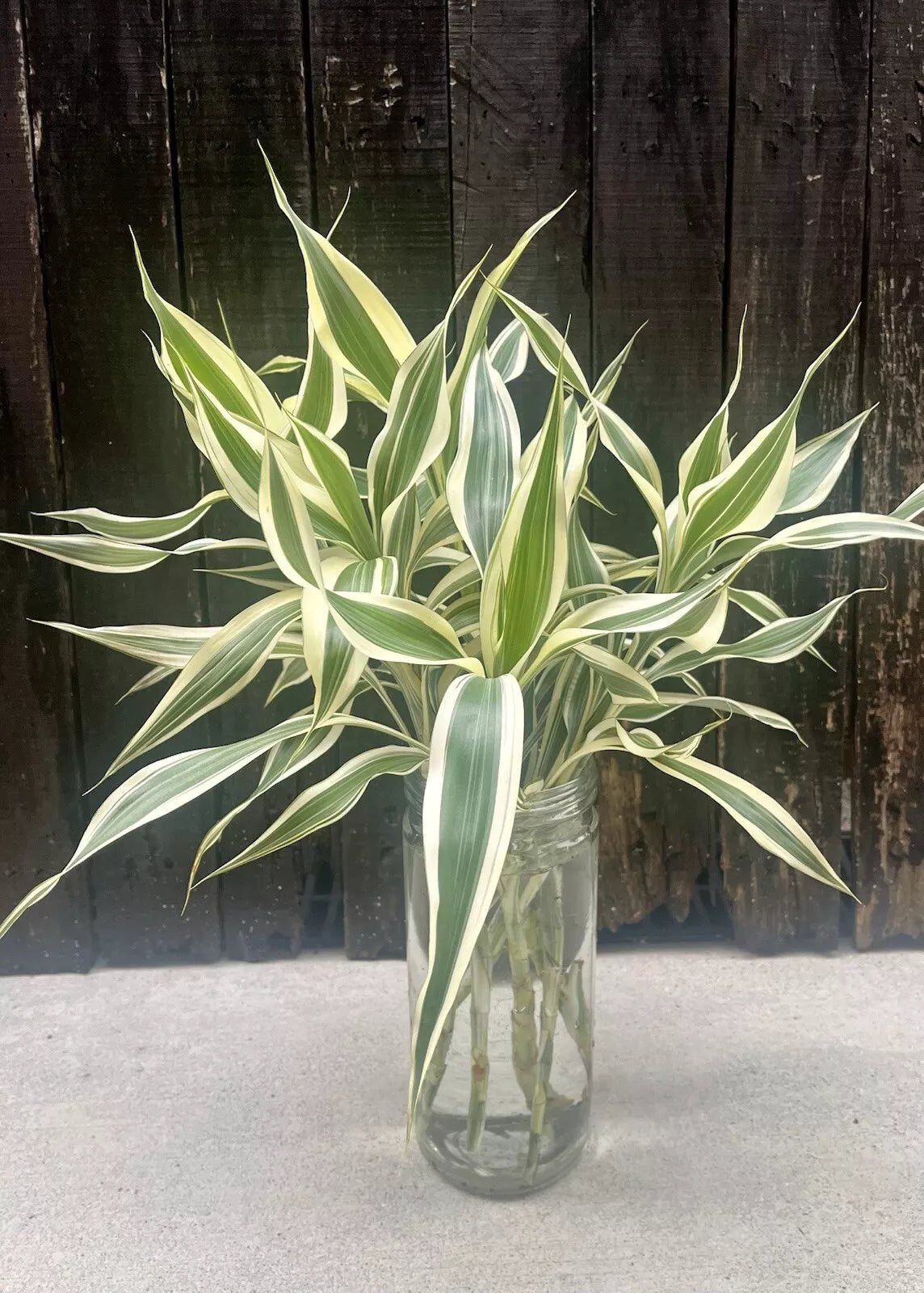white lucky bamboo Dracaena Sanderiana White Edge/Lucky Bamboo - Large Pack