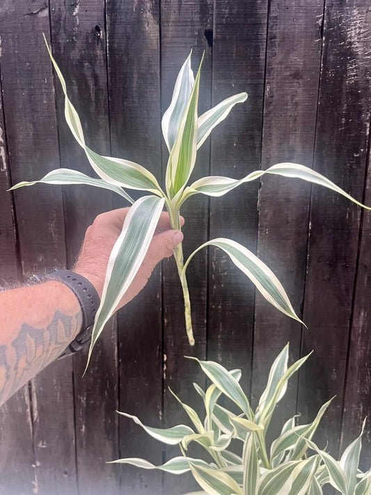 Dracaena Sanderiana White Edge/Lucky Bamboo - Large Pack - 6 Cuttings
