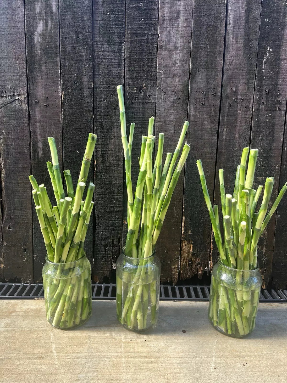 Stem Cuttings
