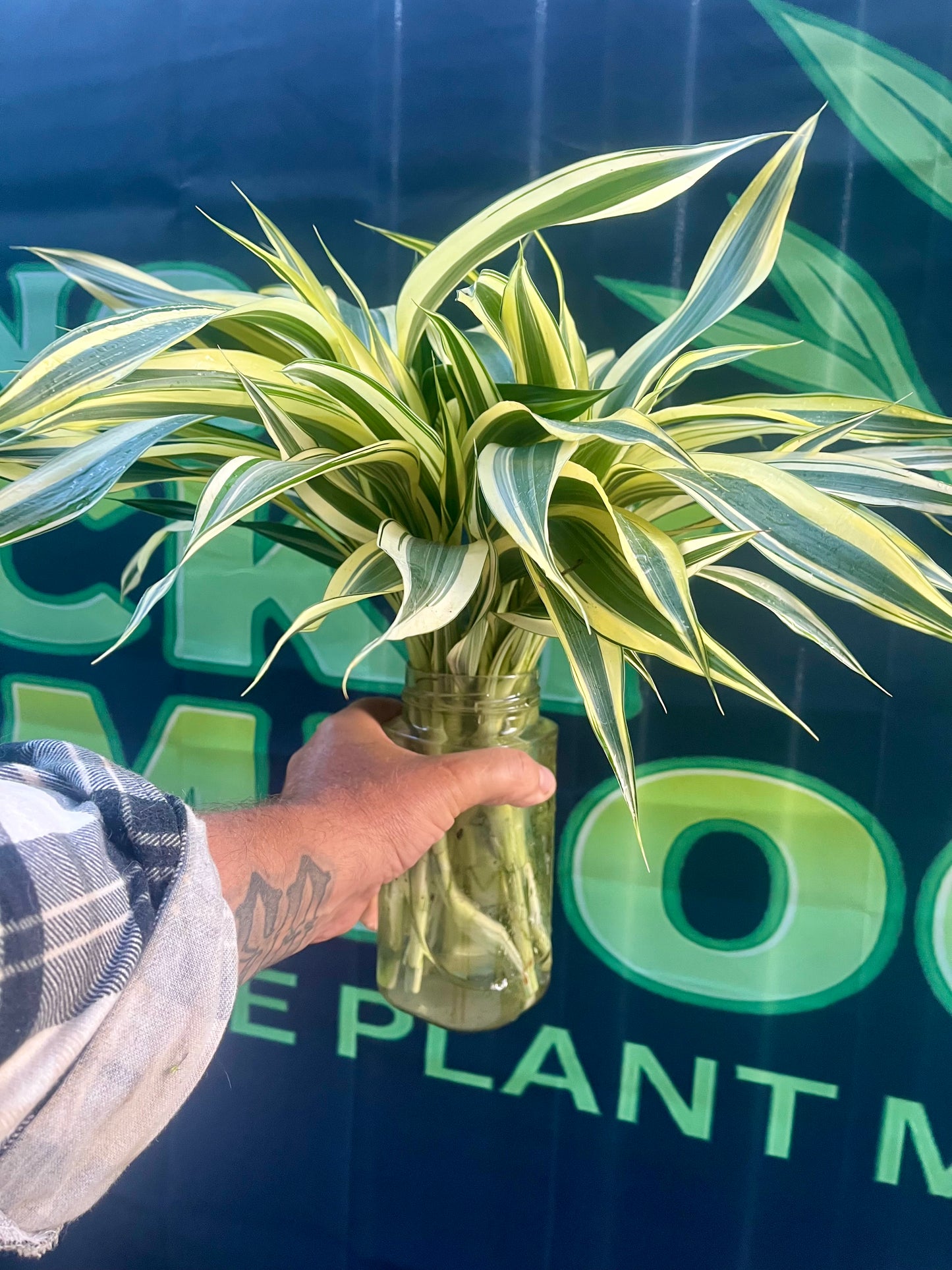 Draceana Sanderiana  Believer Package,25 Extra Large Cuttings 40cm Long