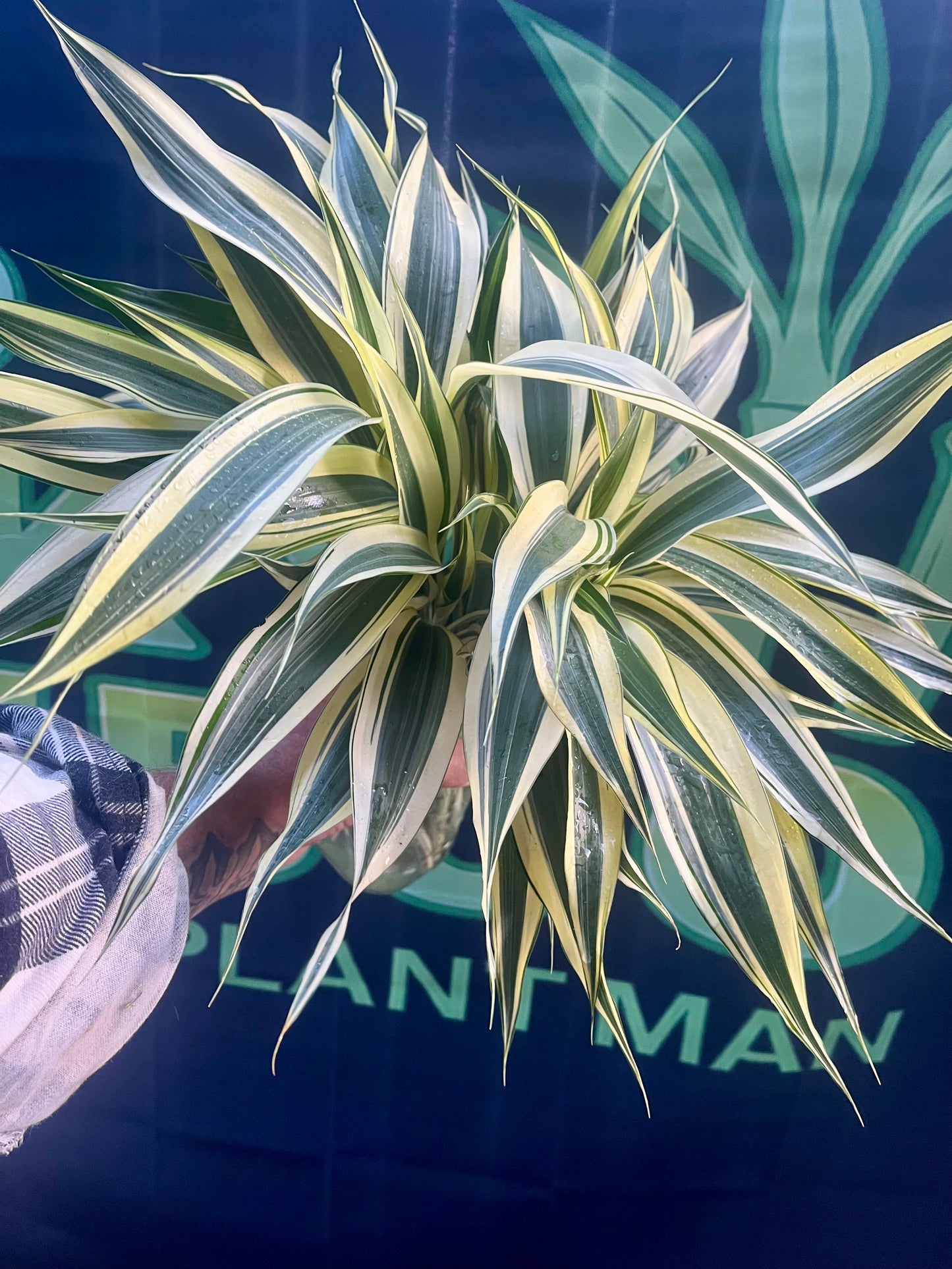 Draceana Sanderiana  Believer Package,25 Extra Large Cuttings 40cm Long