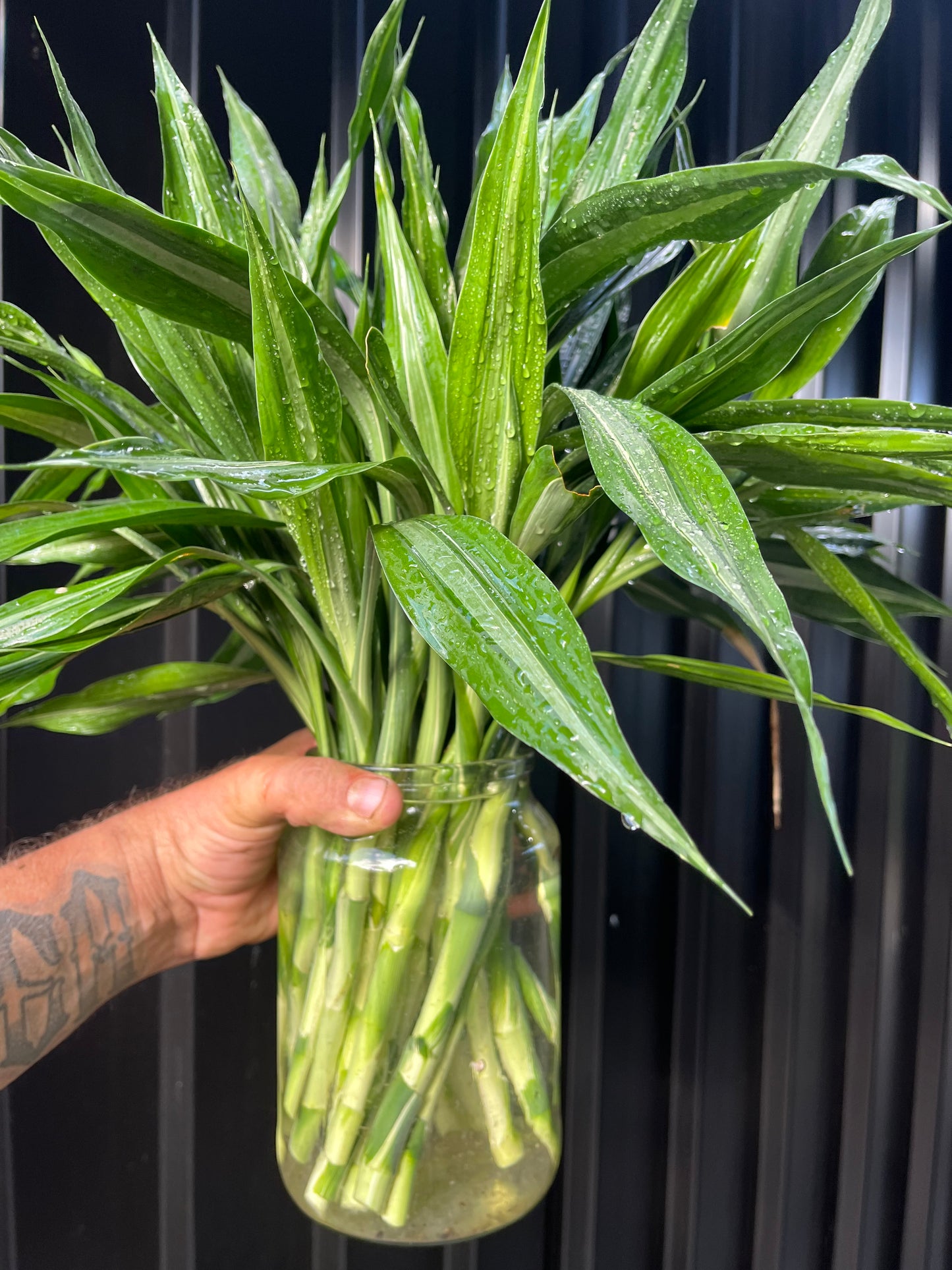 Draceana Sanderiana  Believer Package,25 Extra Large Cuttings 40cm Long