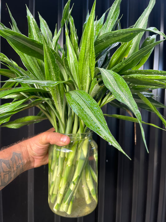 Draceana Sanderiana  Believer Package,25 Extra Large Cuttings 40cm Long