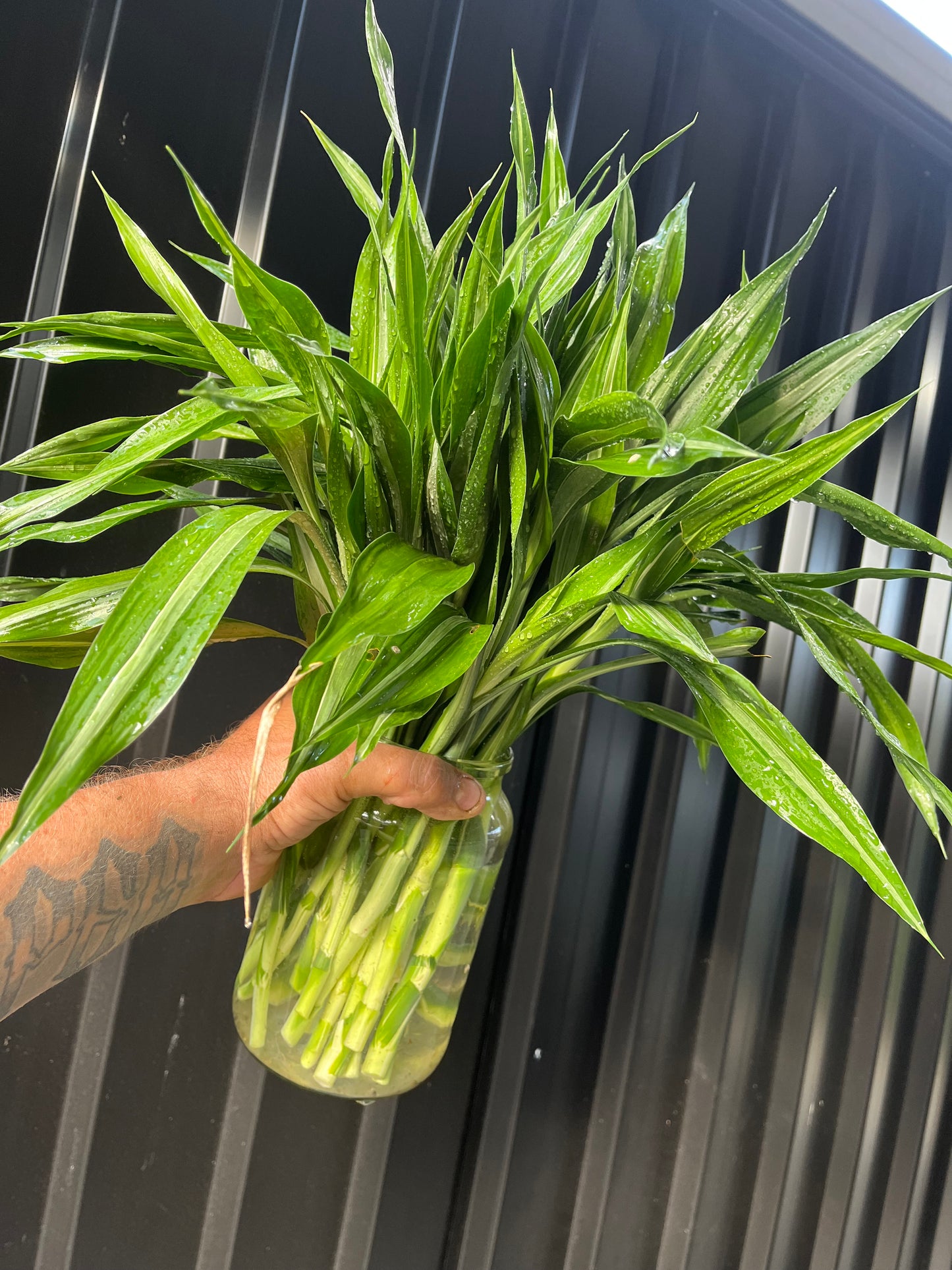 Draceana Sanderiana  Believer Package,25 Extra Large Cuttings 40cm Long