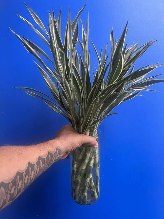 Dracaena Sanderiana Celes/Lucky Bamboo Starter Pack – 6 Stems