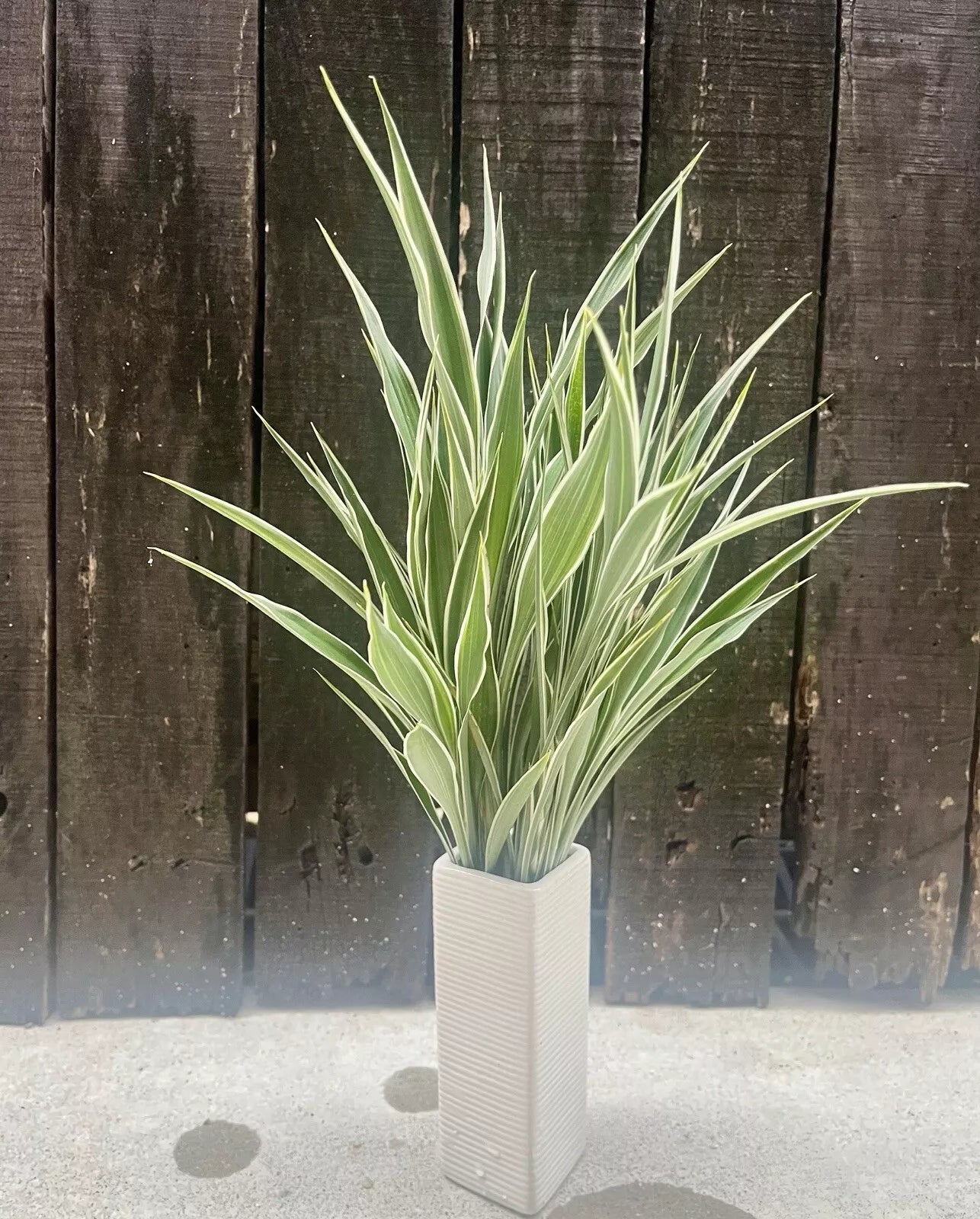 Dracaena Sanderiana Celes/Lucky Bamboo Starter Pack – 6 Stems