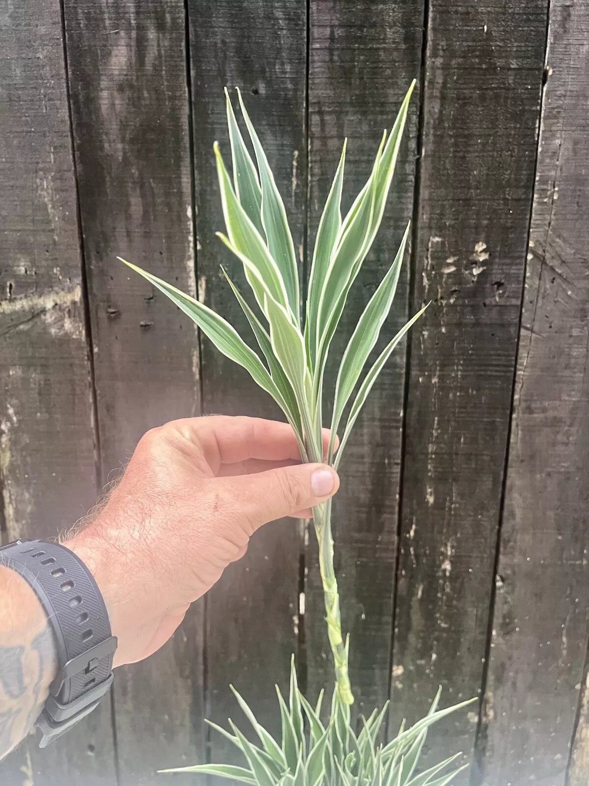 Dracaena Sanderiana Celes/Lucky Bamboo Starter Pack – 6 Stems