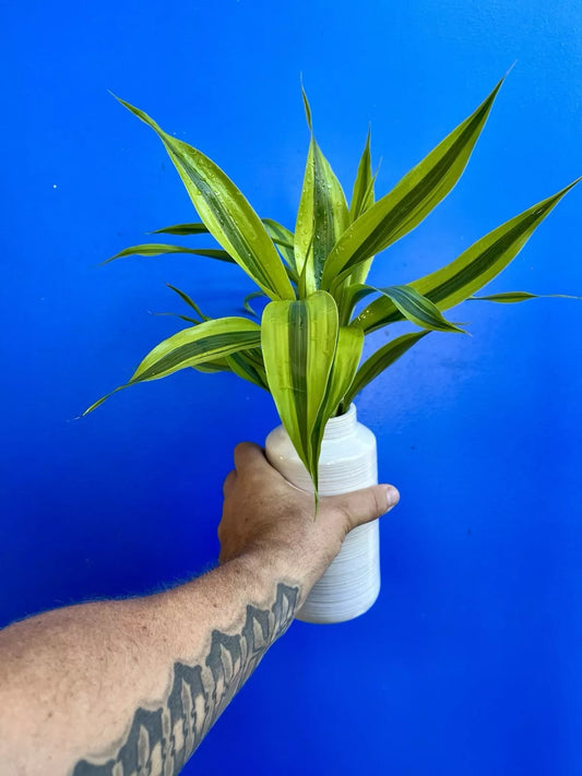 Dracaena Sanderiana Gold/Lucky Bamboo Starter Pack – 6 Cuttings