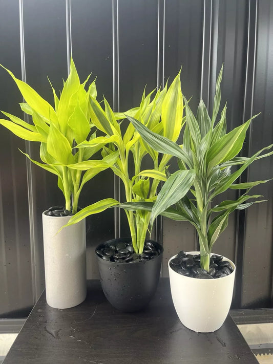 Dracaena Sanderiana Lucky Bamboo Mixed Starter Pack/6 Cuttings