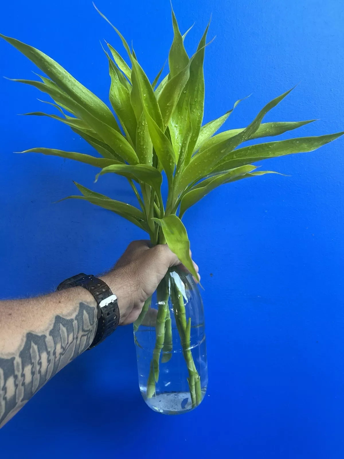 dracaena sanderiana cuttings Dracaena Sanderiana Neon/Lucky Bamboo Starter Pack – 6 Cuttings