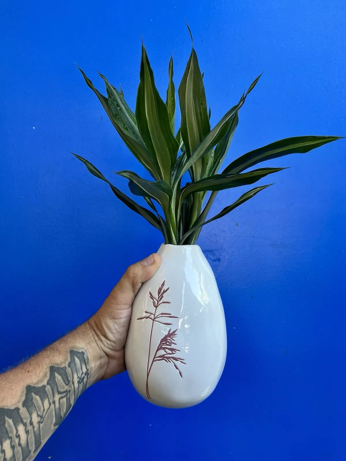 white stripe lucky bamboo Silver Streak Lucky Bamboo – 6 Cuttings Starter Pack